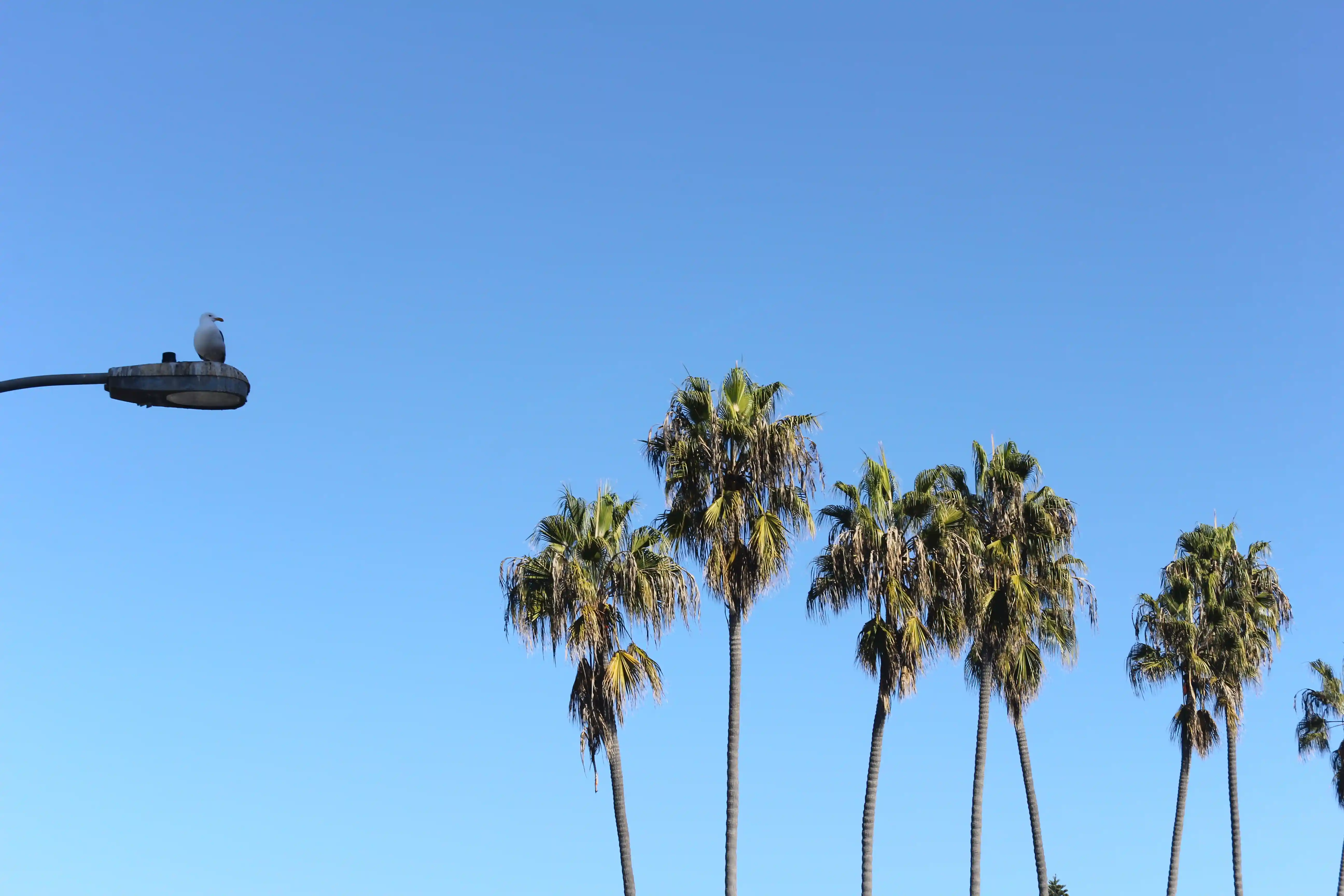 Image from San Diego album