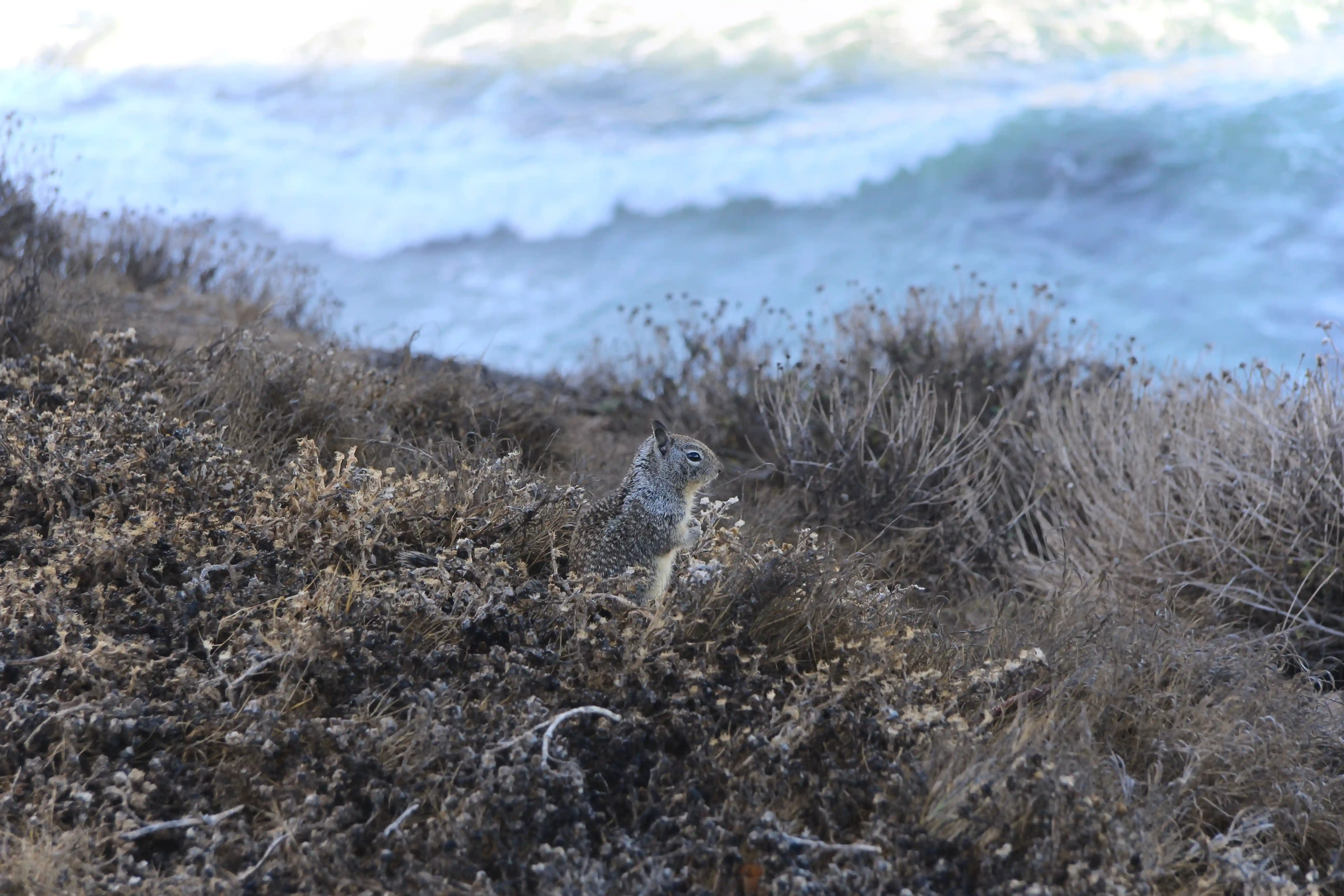 Image from San Diego album