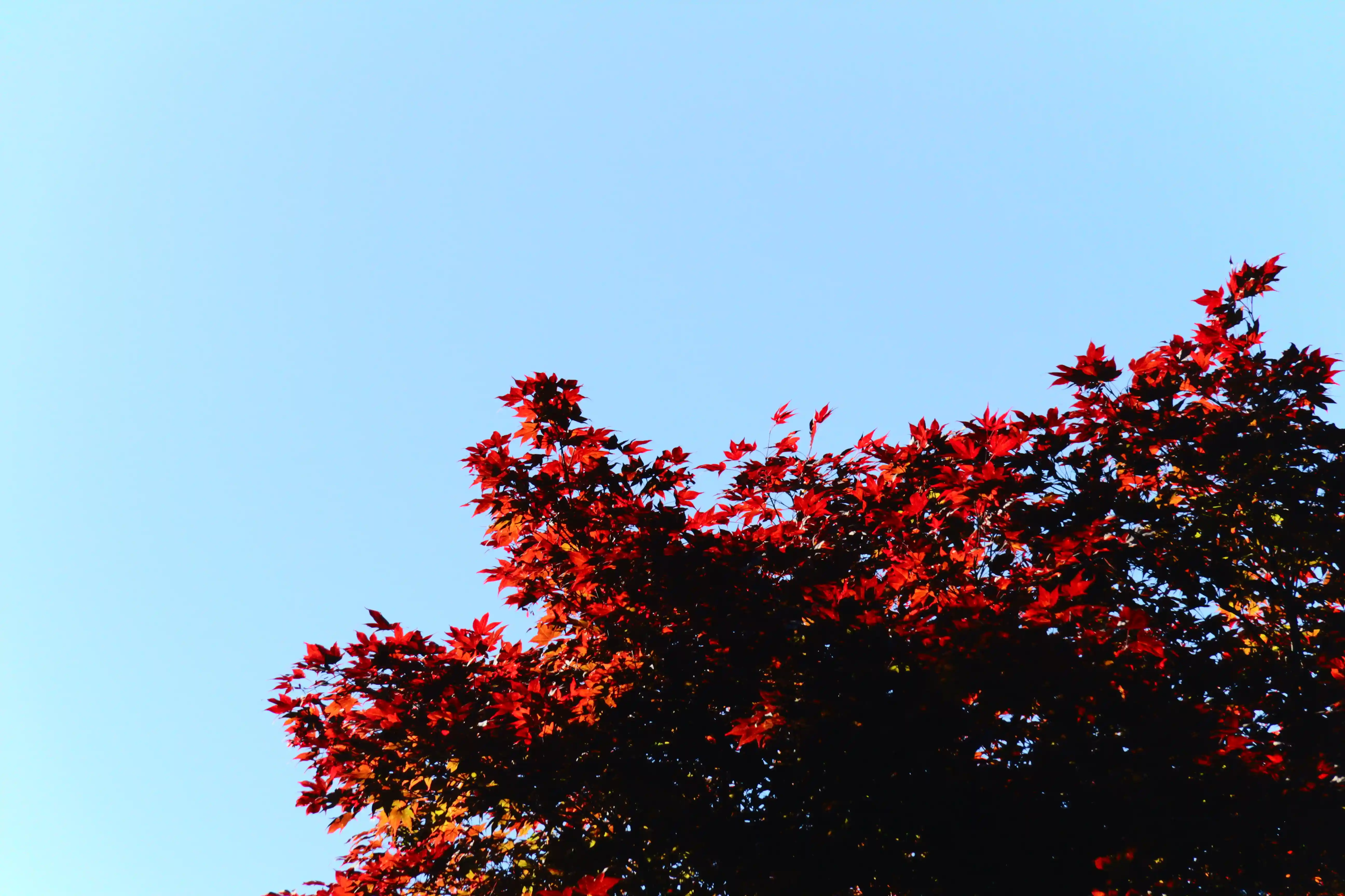 Image from Seattle album