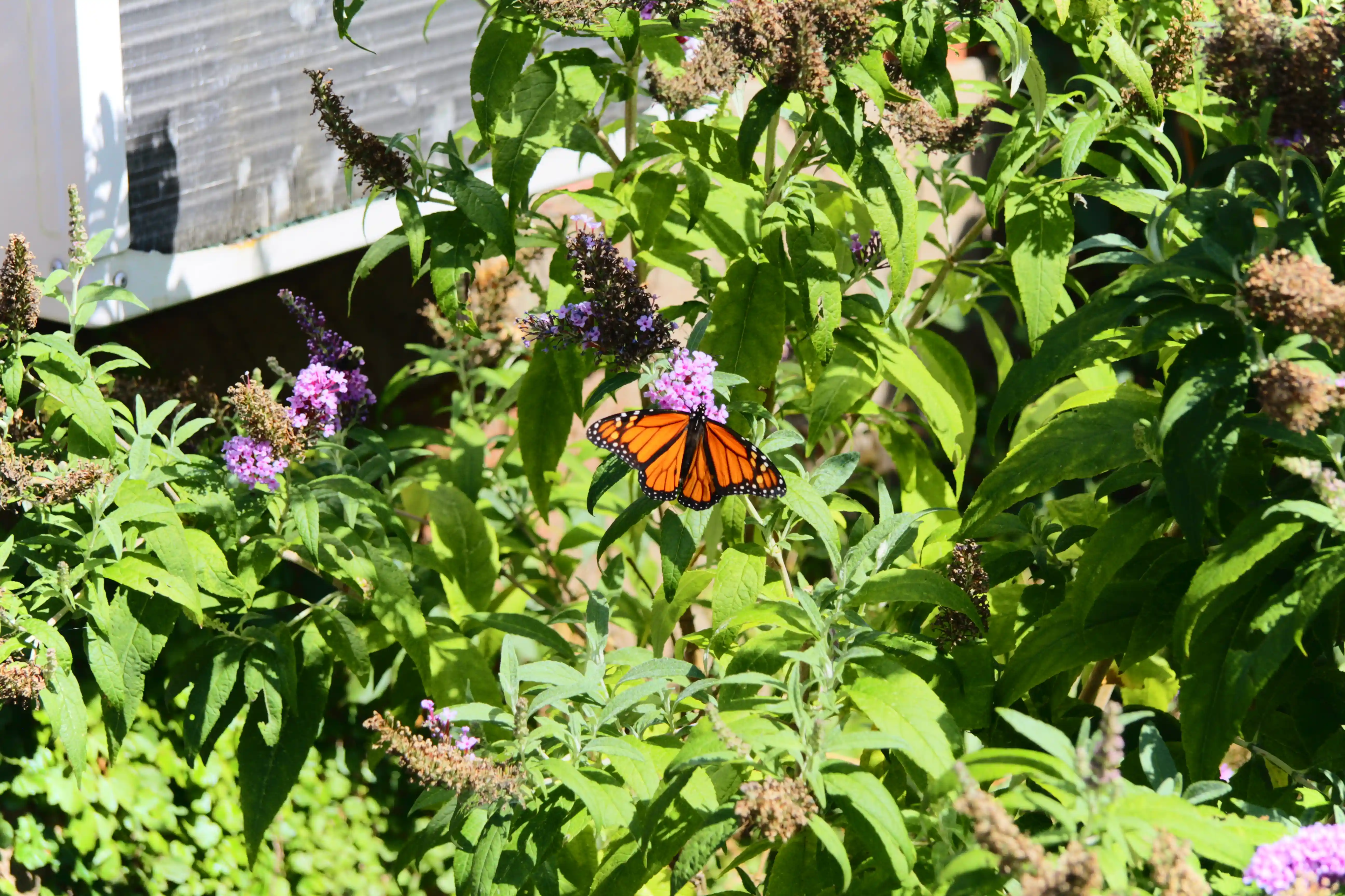 Image from New York album