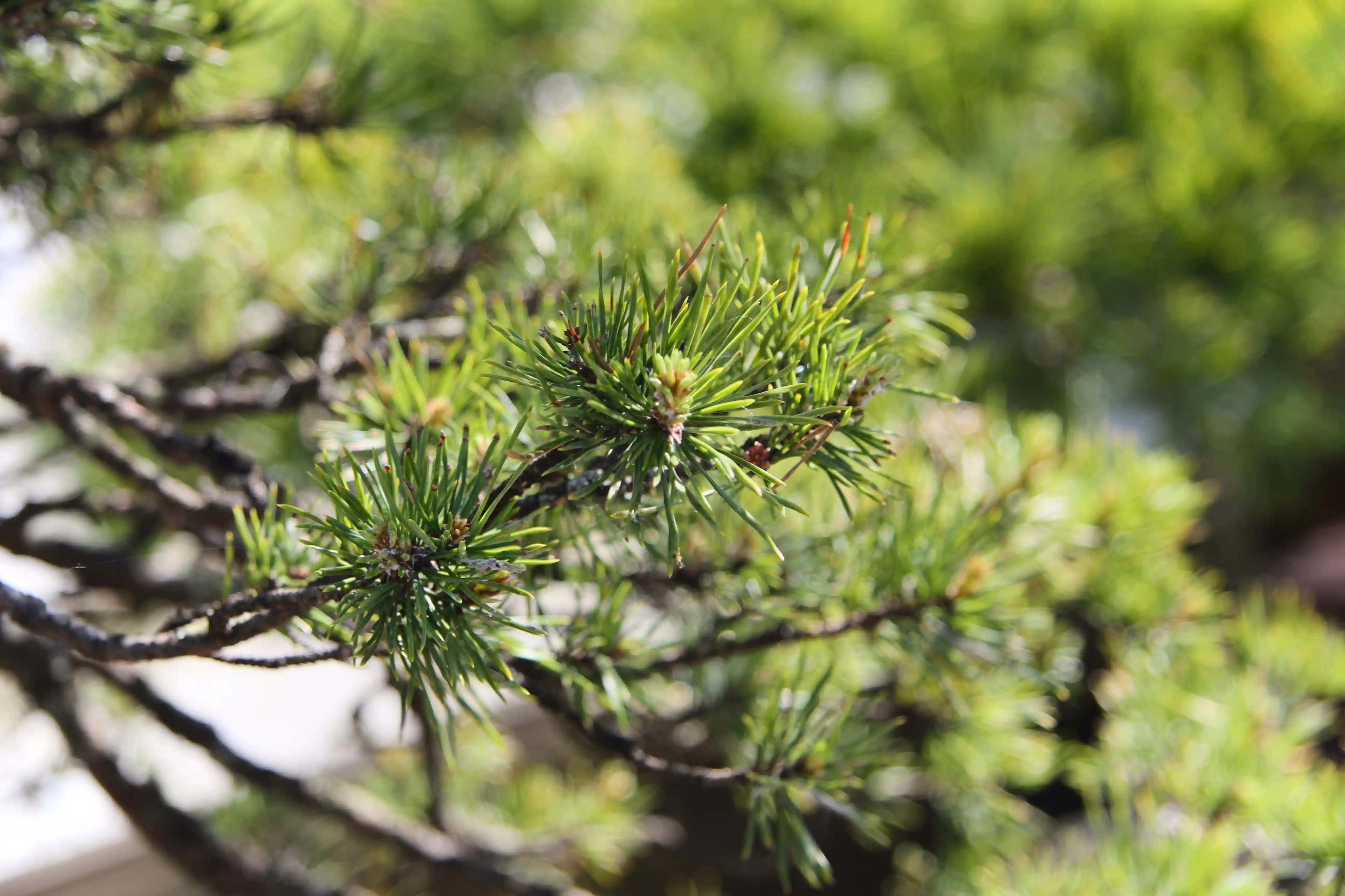 Image from Pittsburgh album