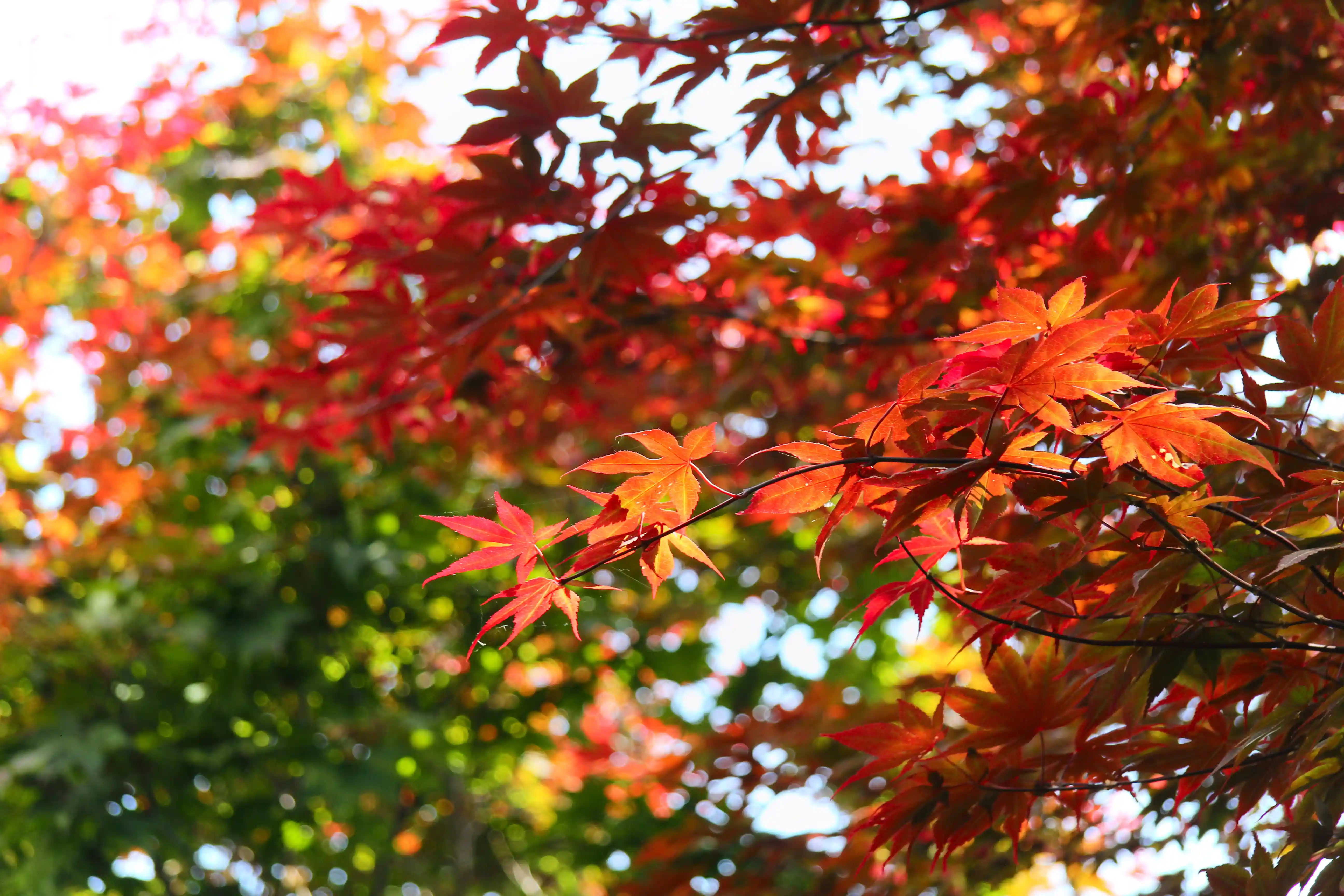 Image from Pittsburgh album