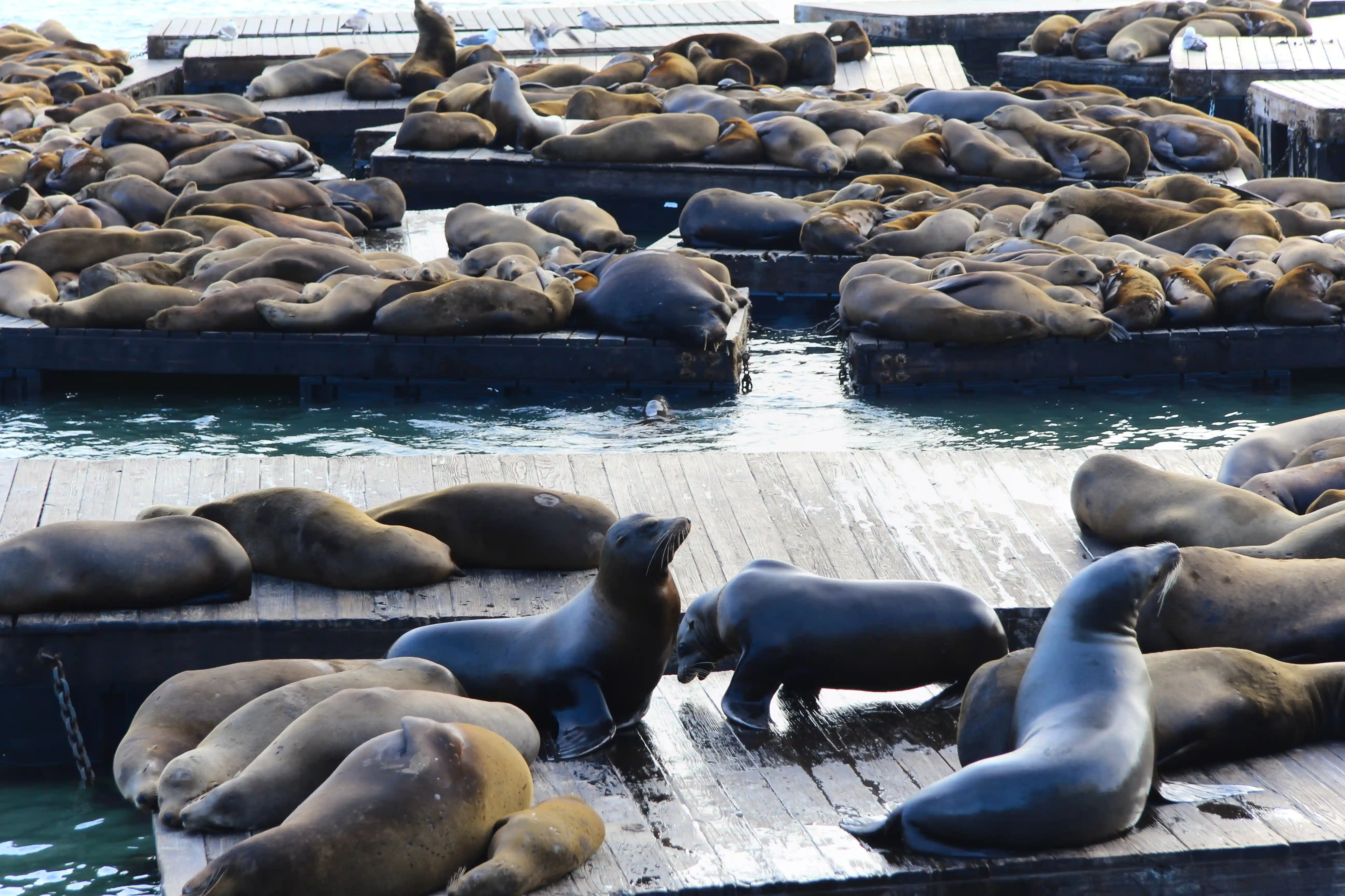 Image from SF Bay Area album