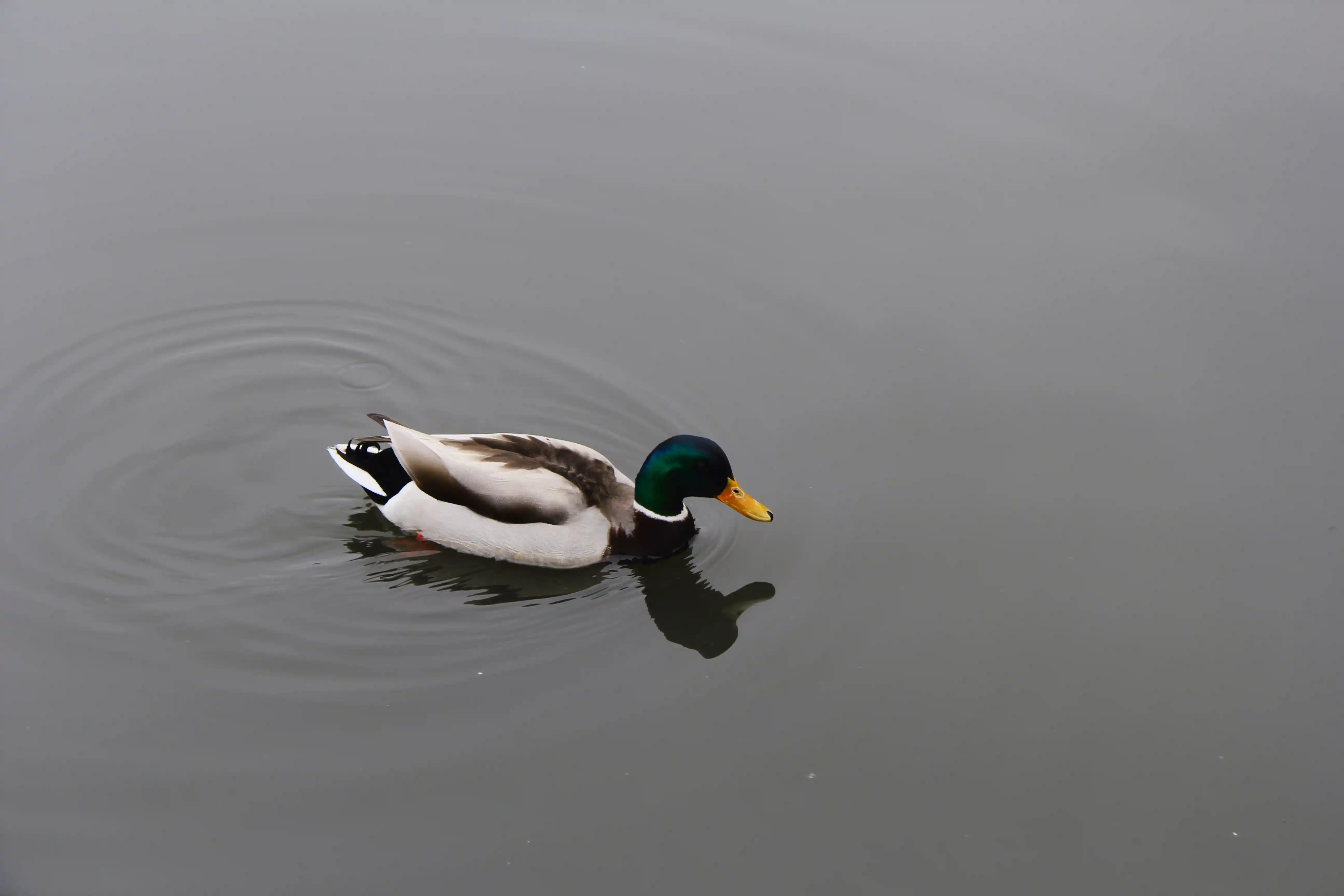 Image from SF Bay Area album