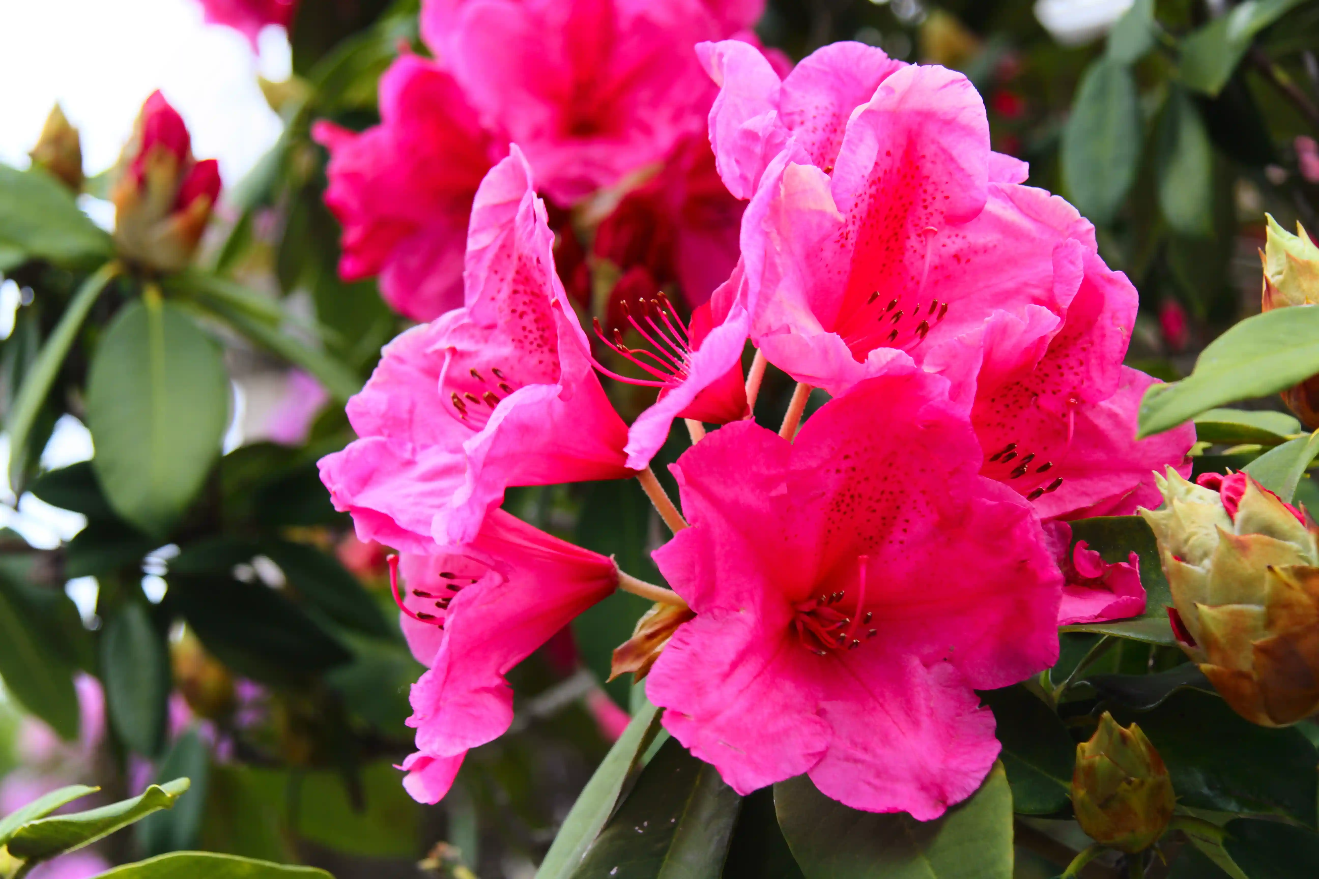 Image from SF Bay Area album