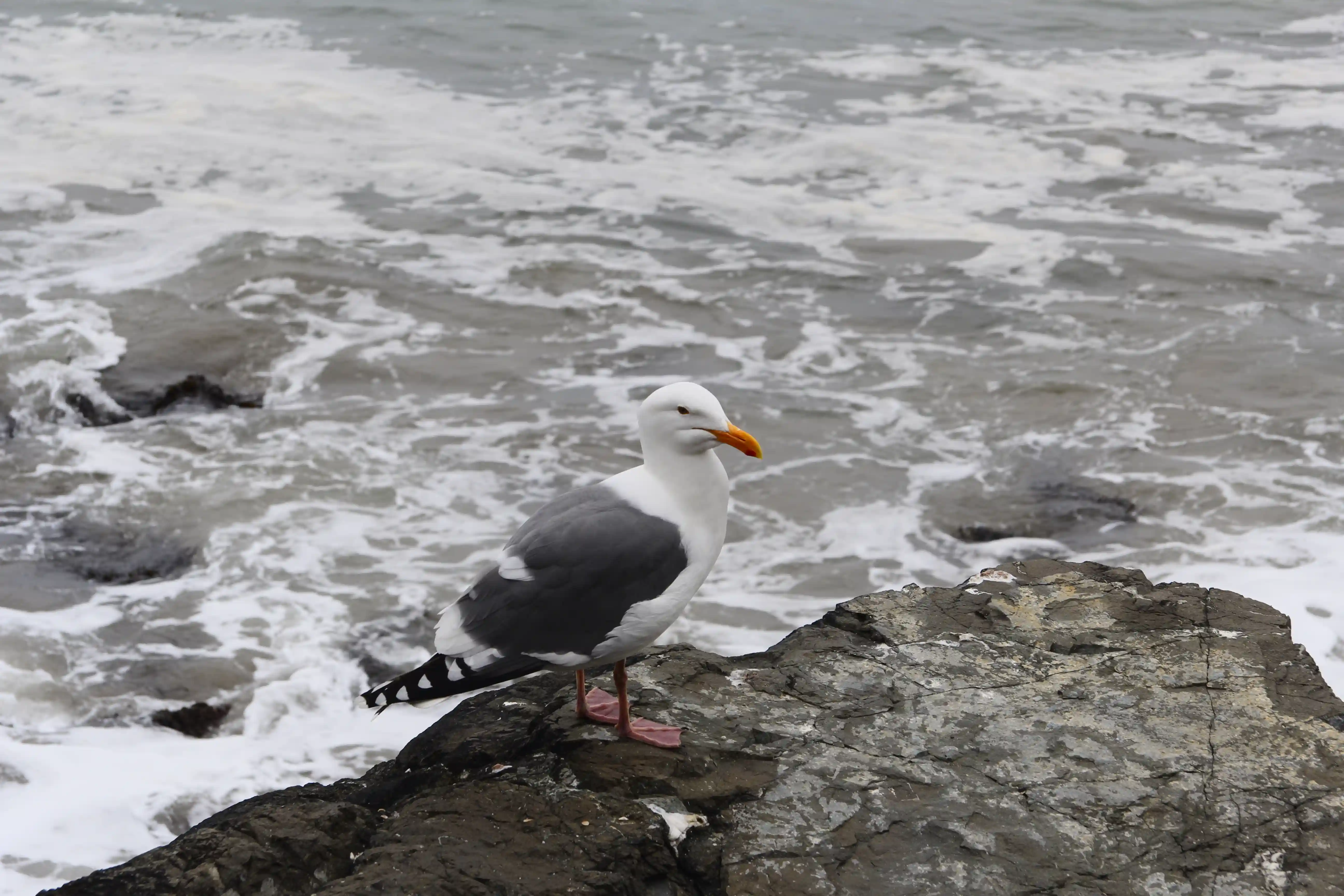 Image from SF Bay Area album