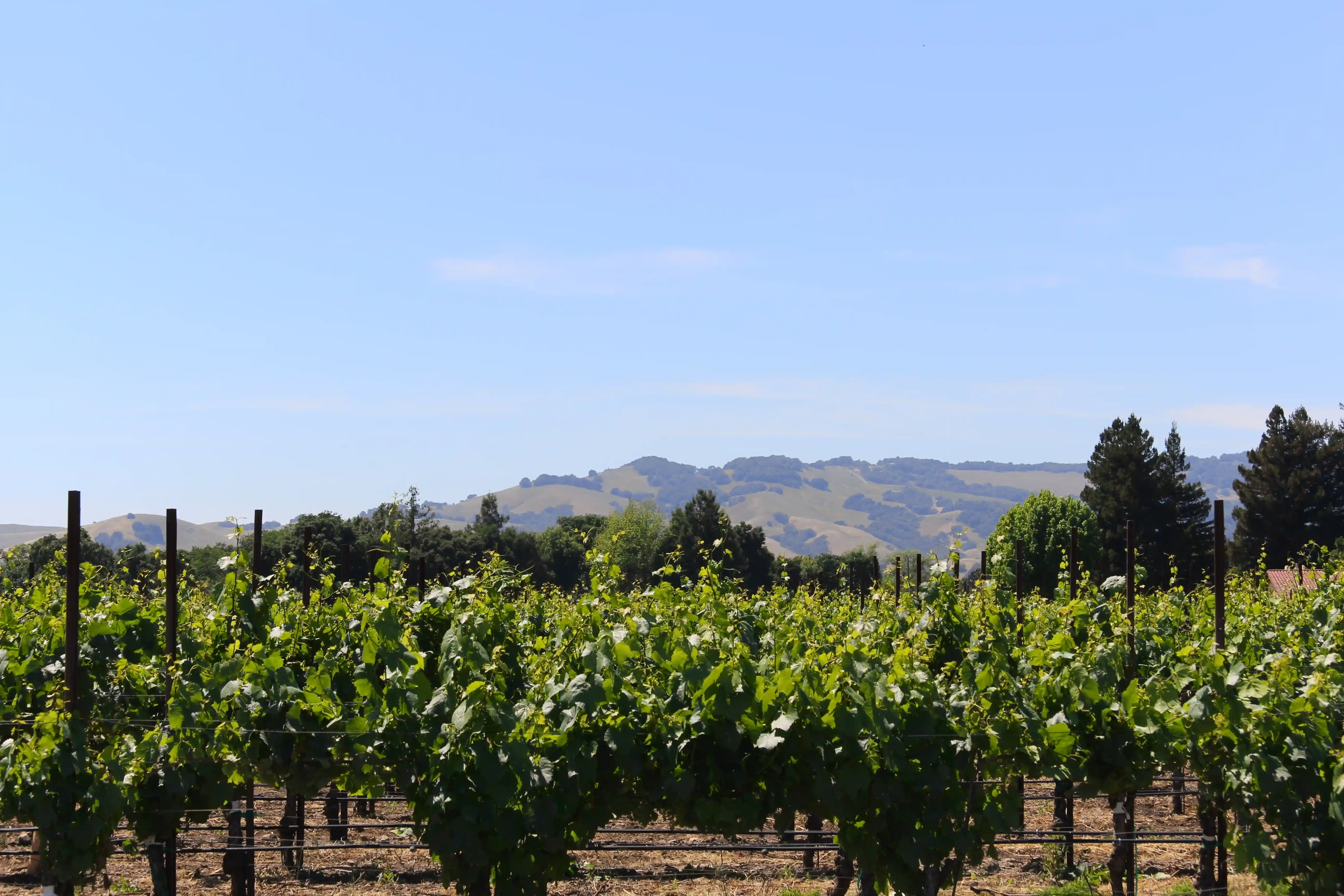 Image from SF Bay Area album