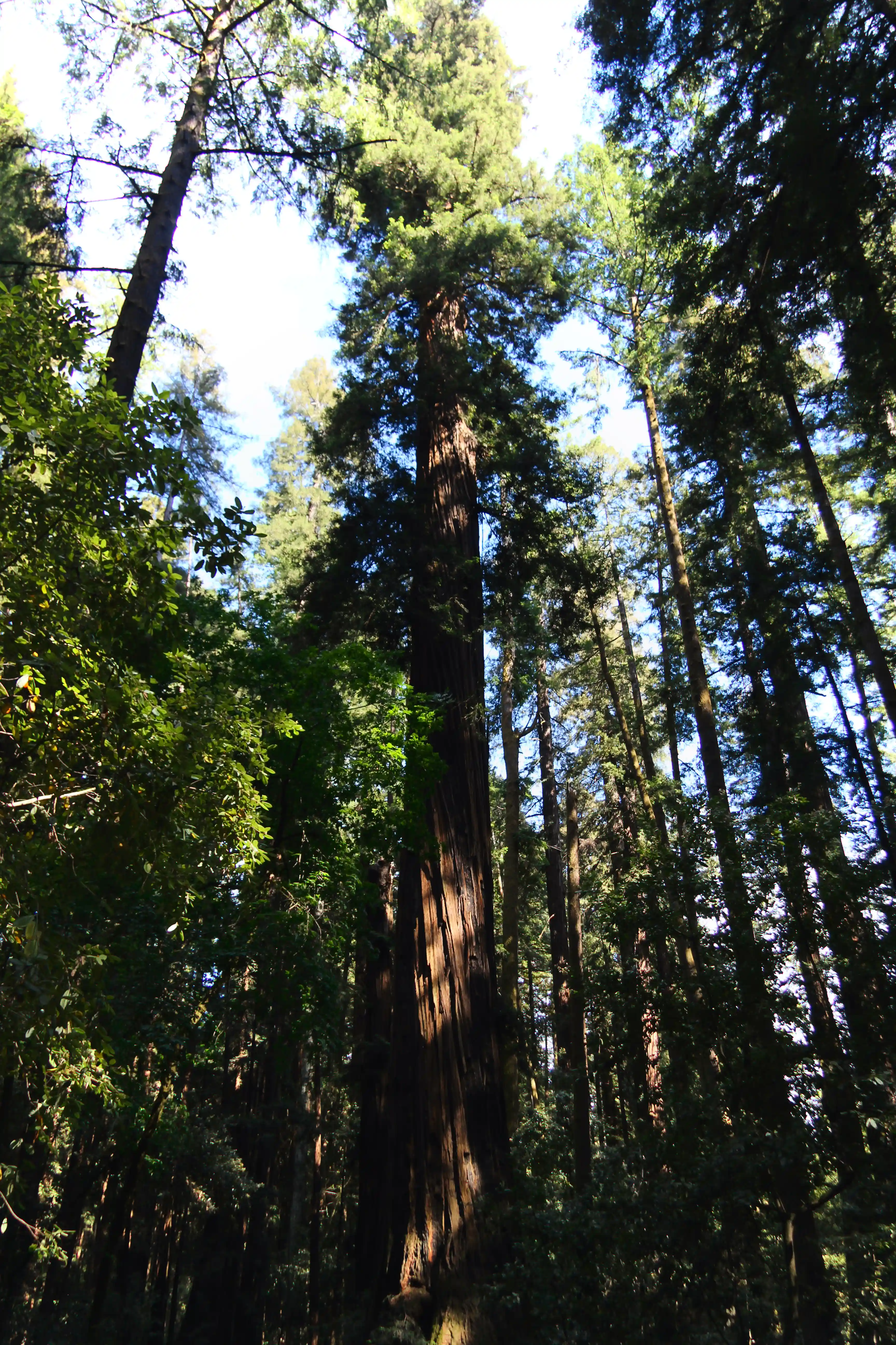 Image from SF Bay Area album