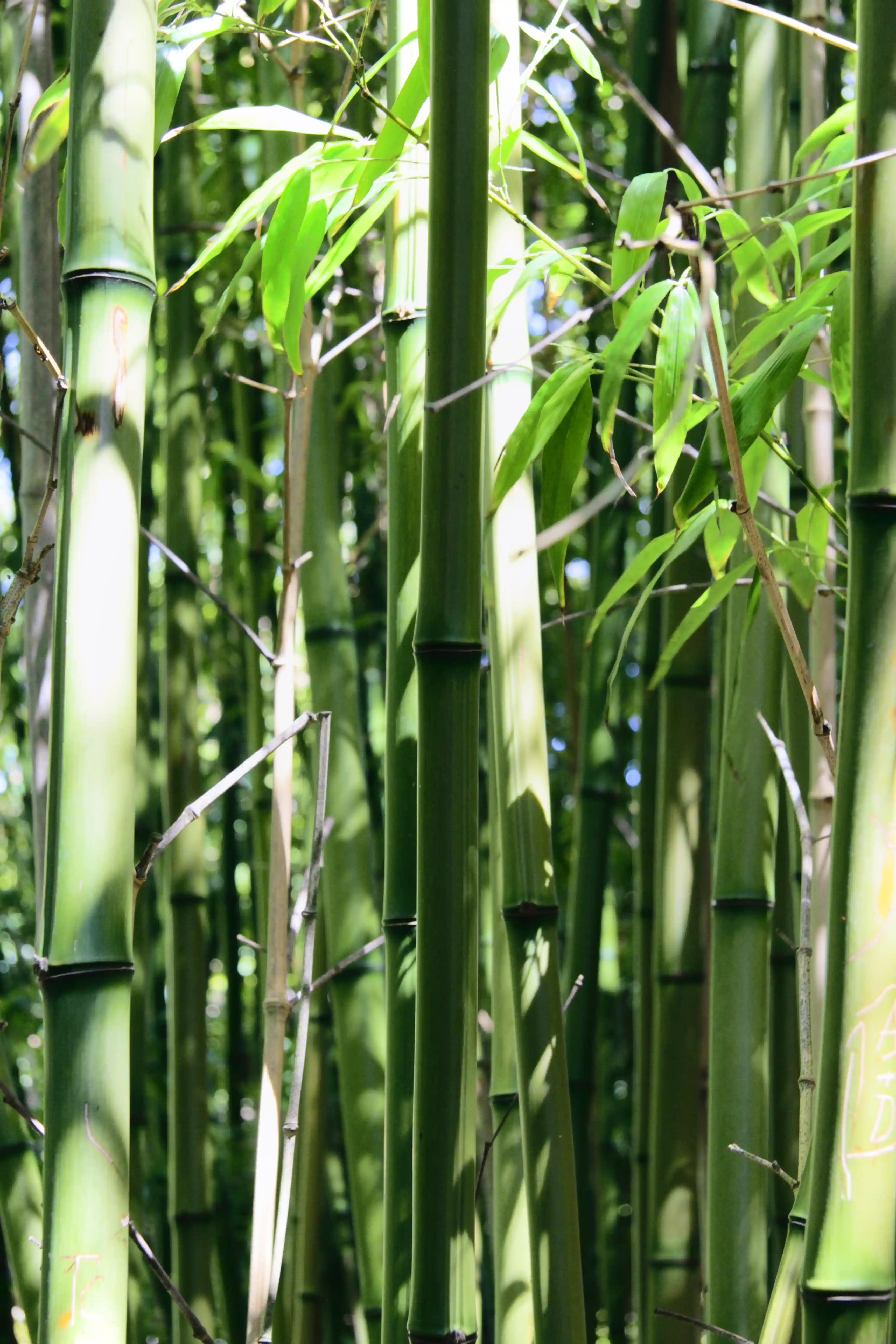 Image from SF Bay Area album