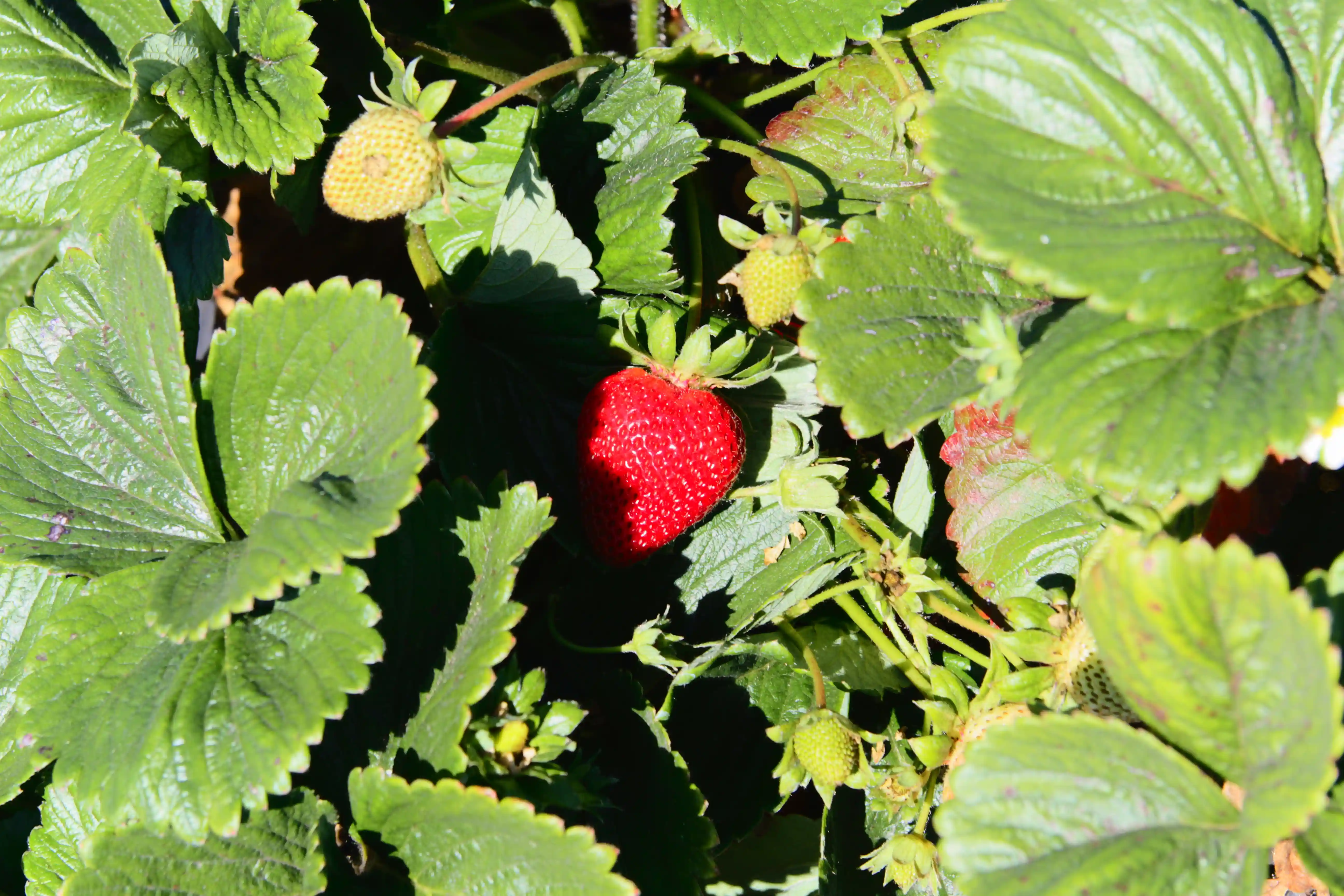 Image from SF Bay Area album