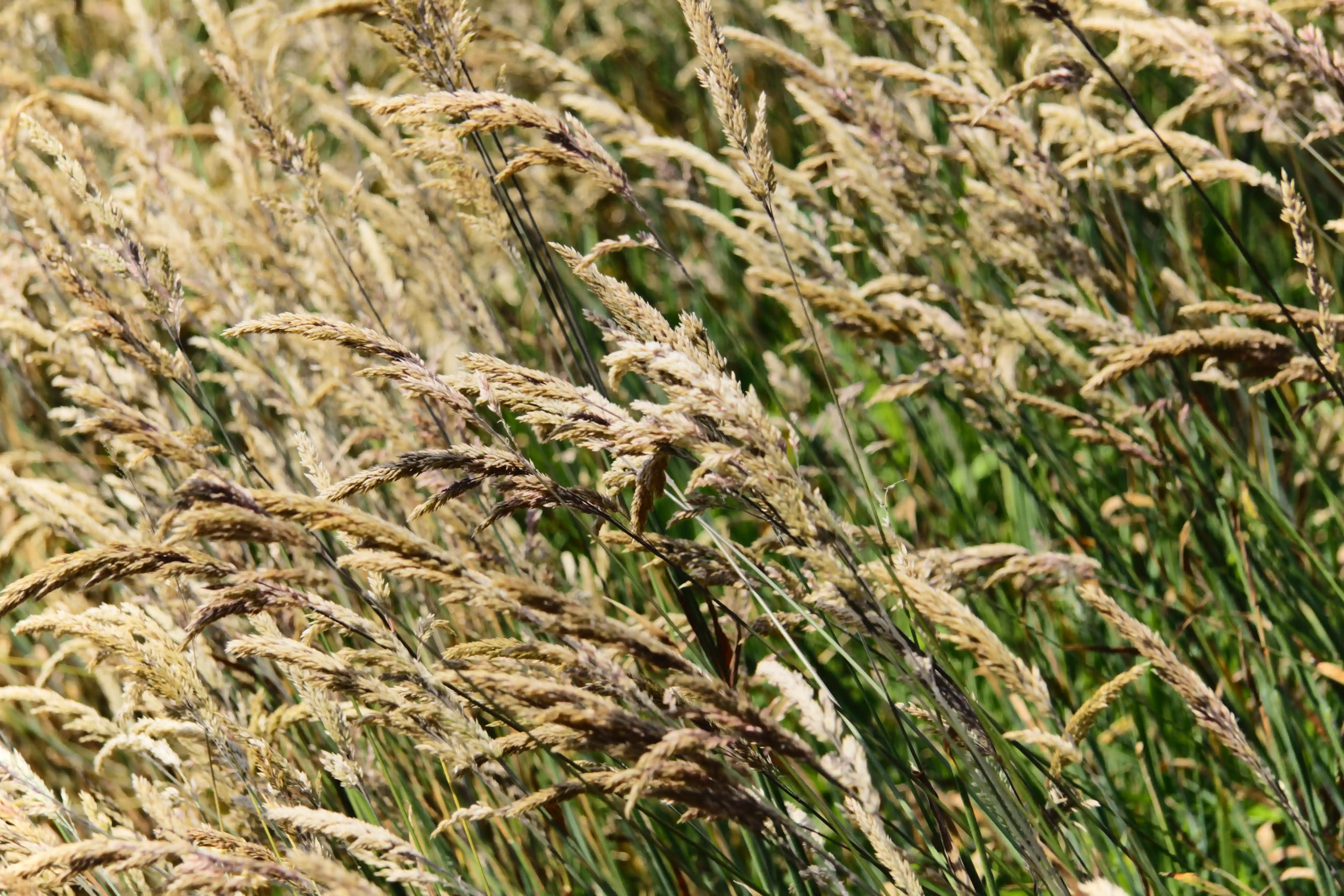 Image from SF Bay Area album