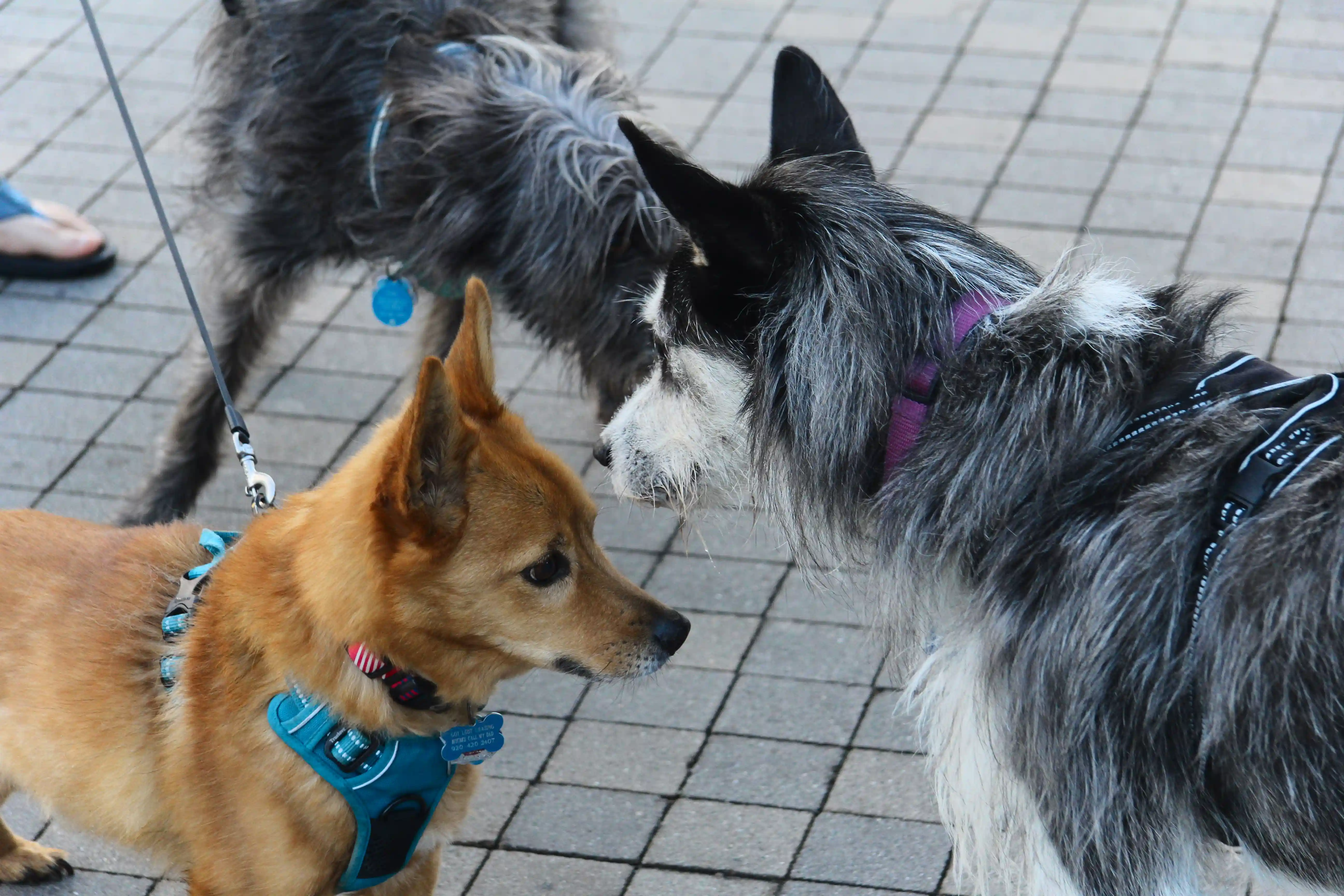 Image from San Diego album