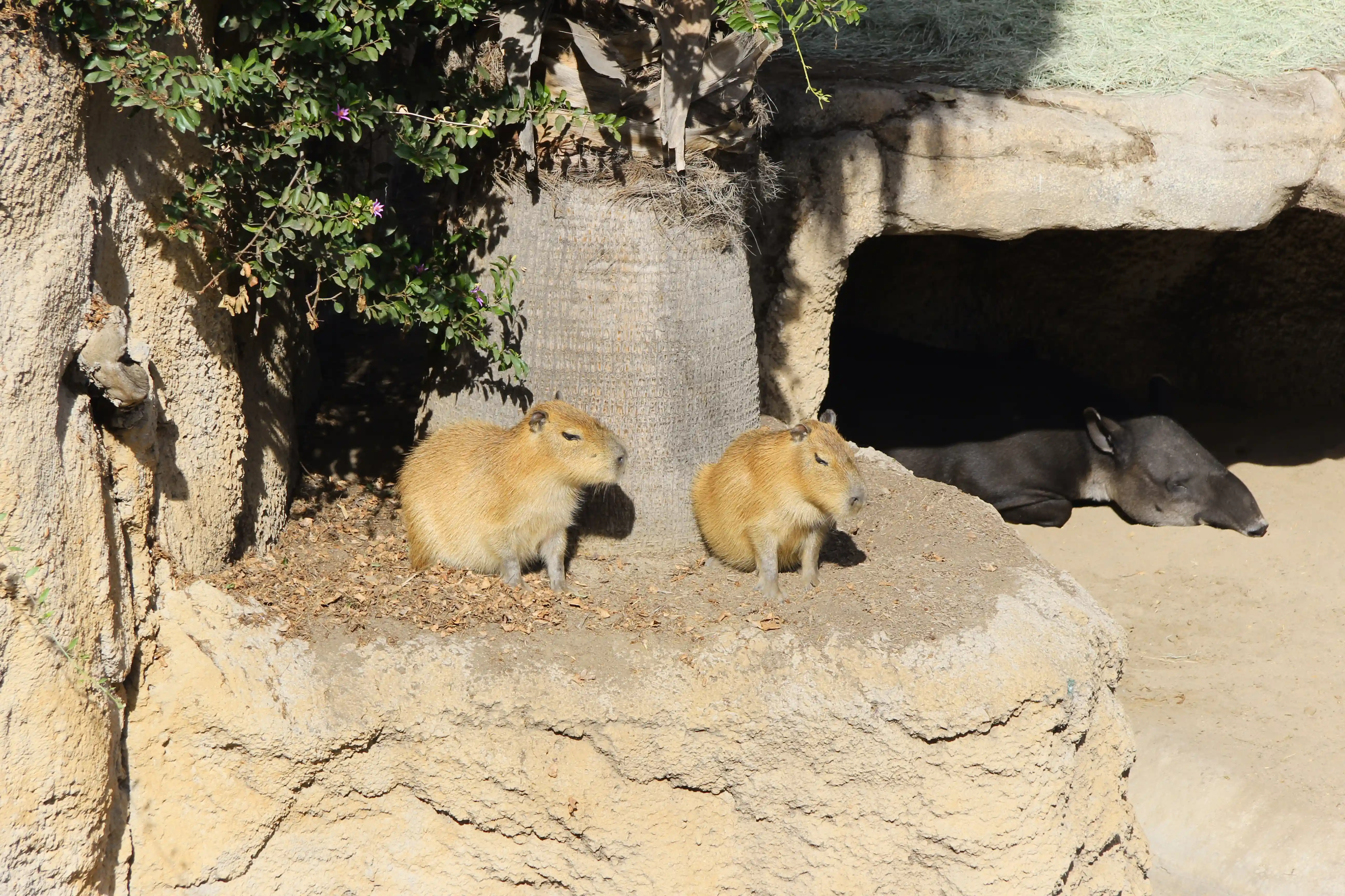 Image from San Diego album