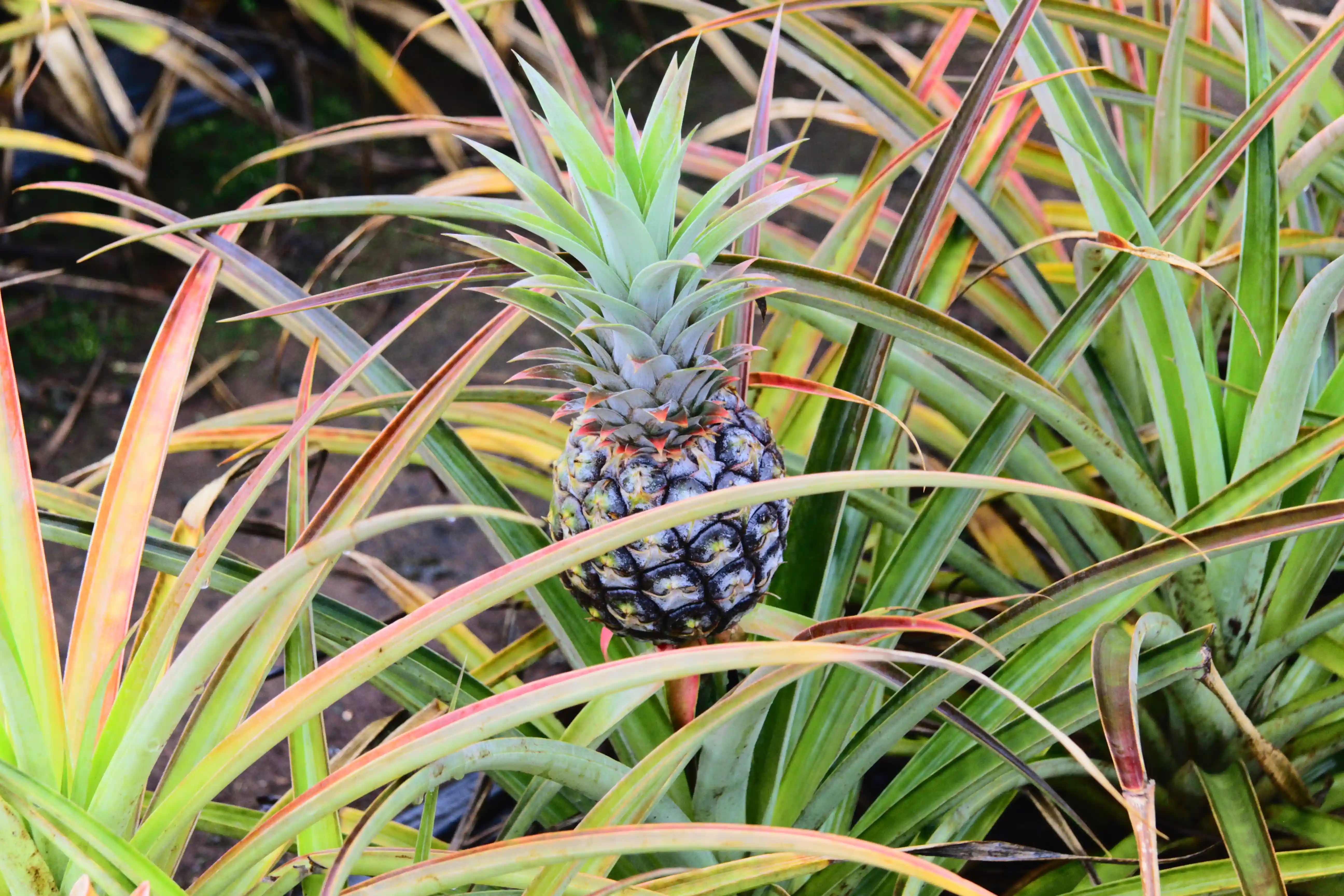 Image from O'ahu & Hawai'i album