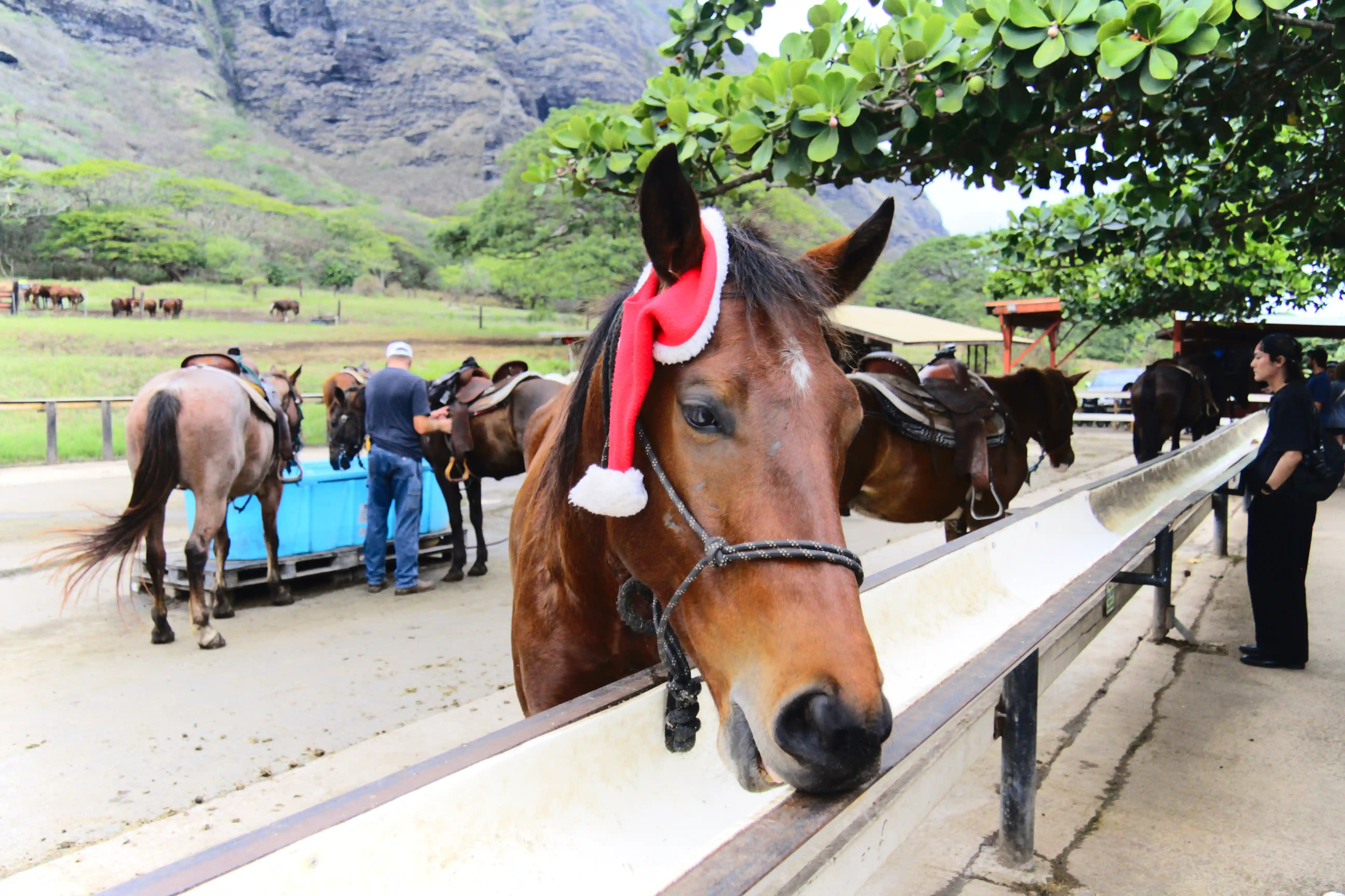 Image from O'ahu & Hawai'i album