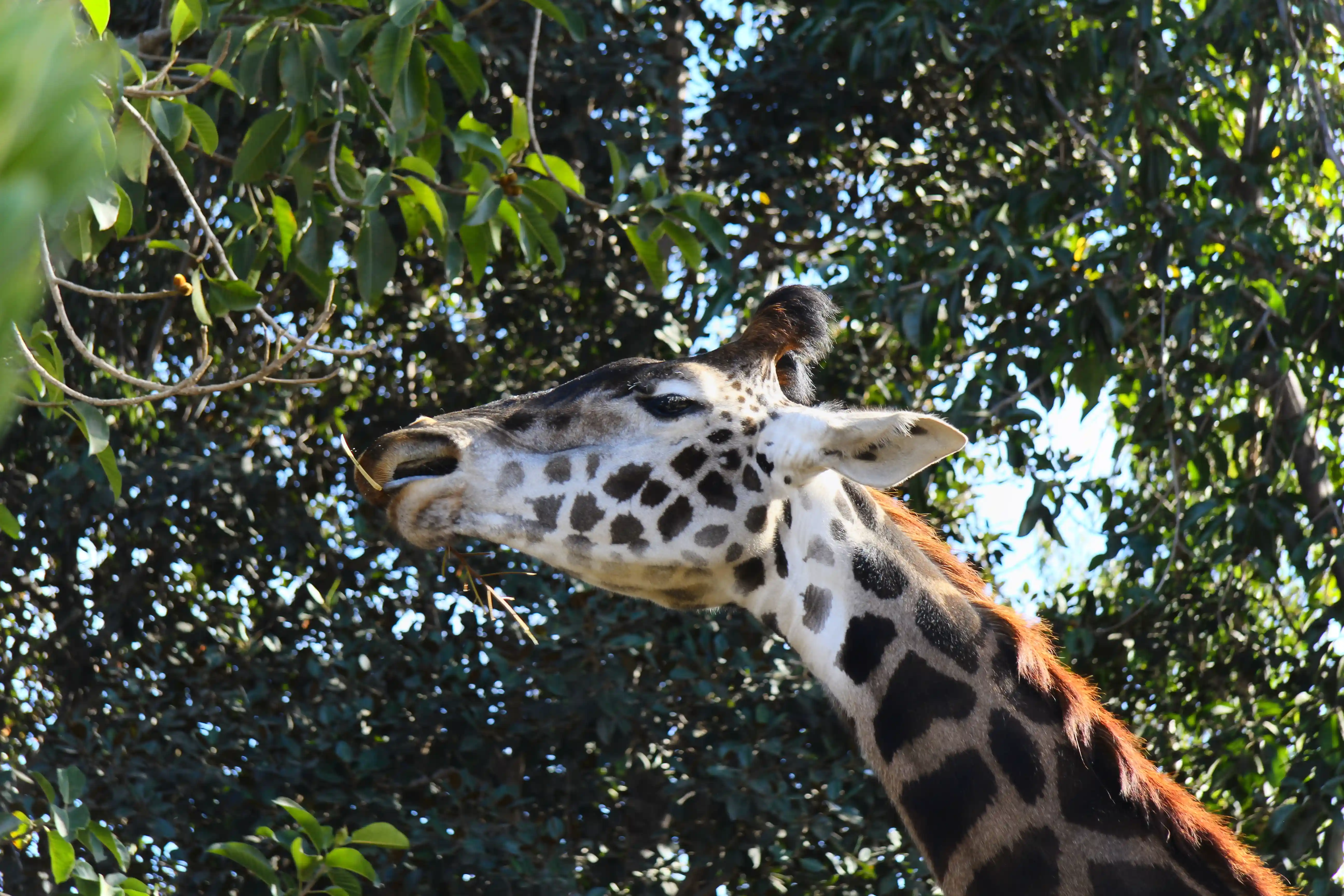 Image from San Diego album